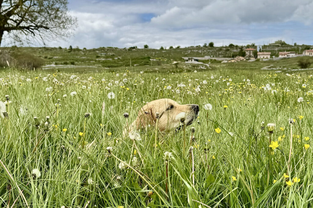 cane in un prato